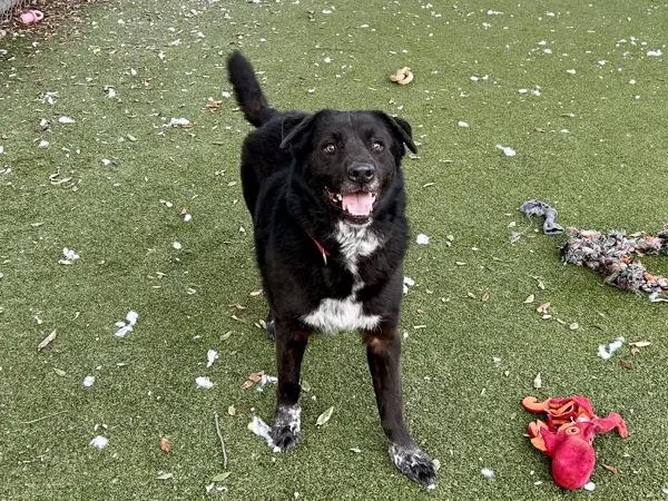 Silly Goose thumbnail 4