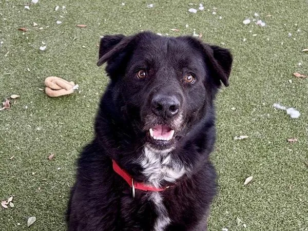 Silly Goose thumbnail 6