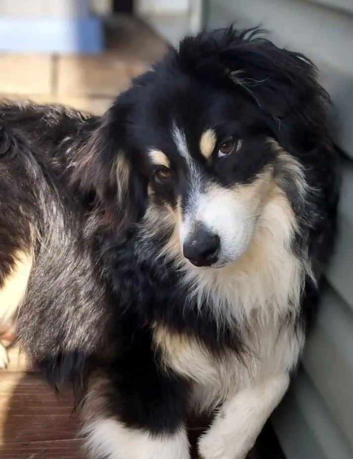 Rollie  Courtesy Listing thumbnail 3