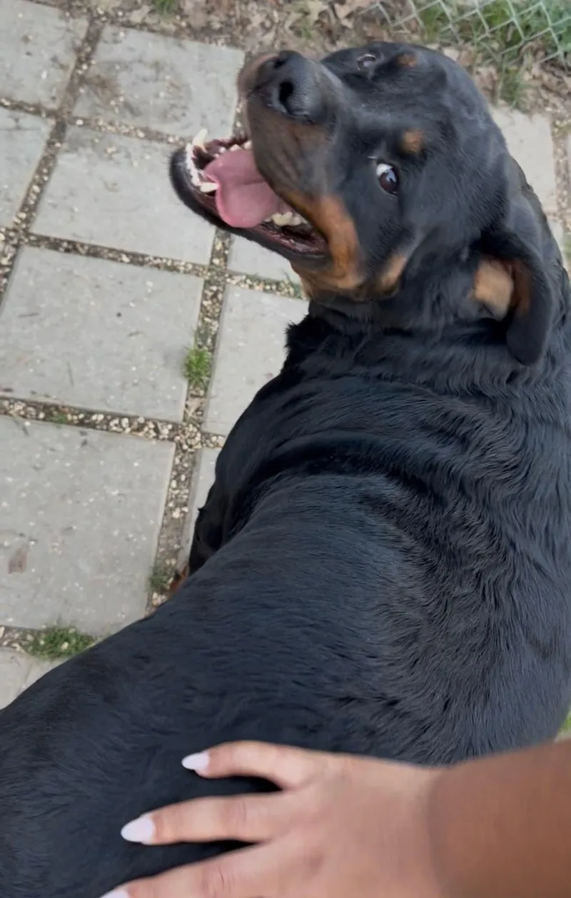 Meatball thumbnail 4