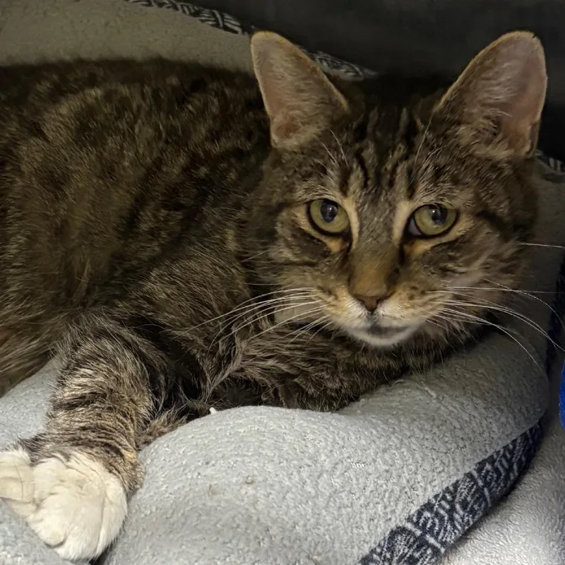 Carolina thumbnail 2