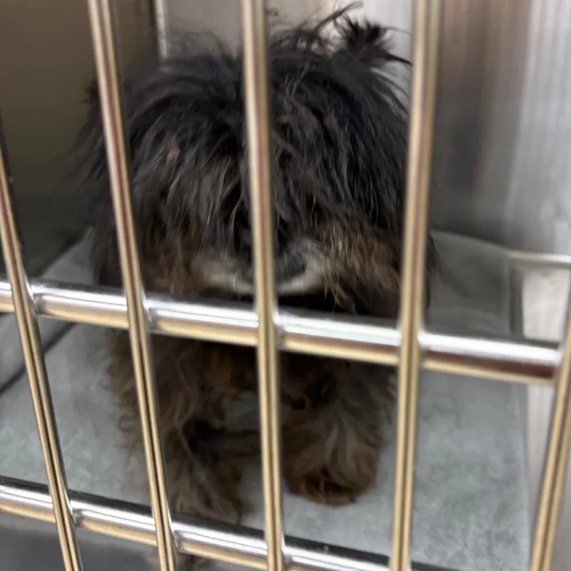 Chewbacca thumbnail 2