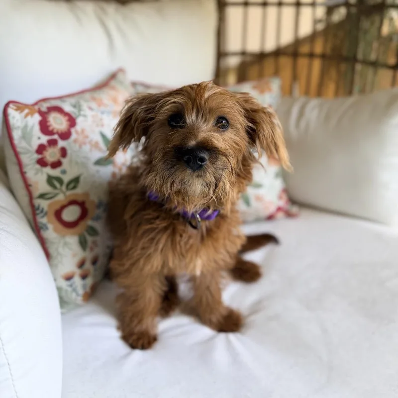 Macaroni thumbnail 2