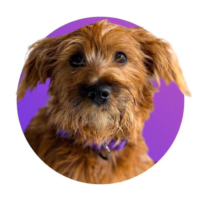 Macaroni thumbnail 3