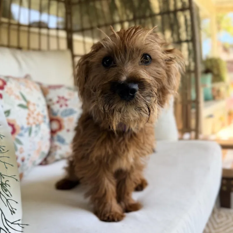 Macaroni thumbnail 4