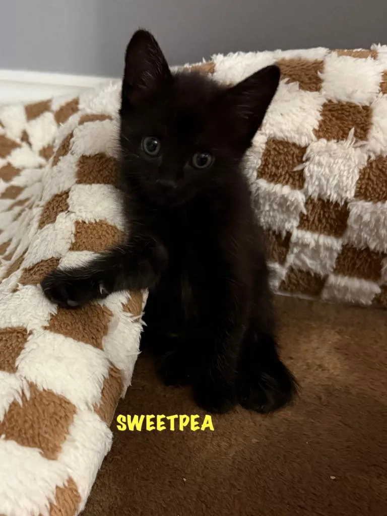 Sweetpea
