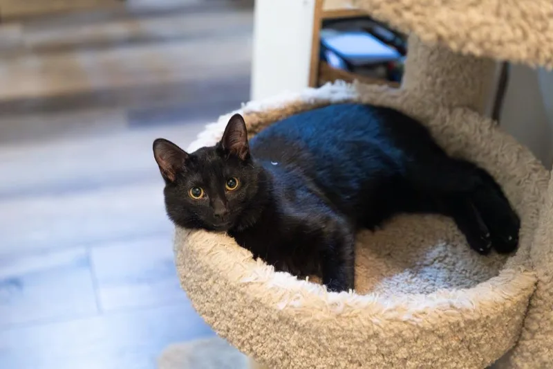 Sweetpea thumbnail 2