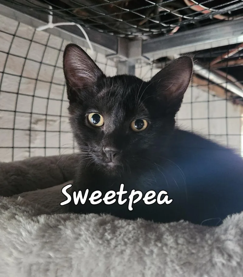 Sweetpea thumbnail 5