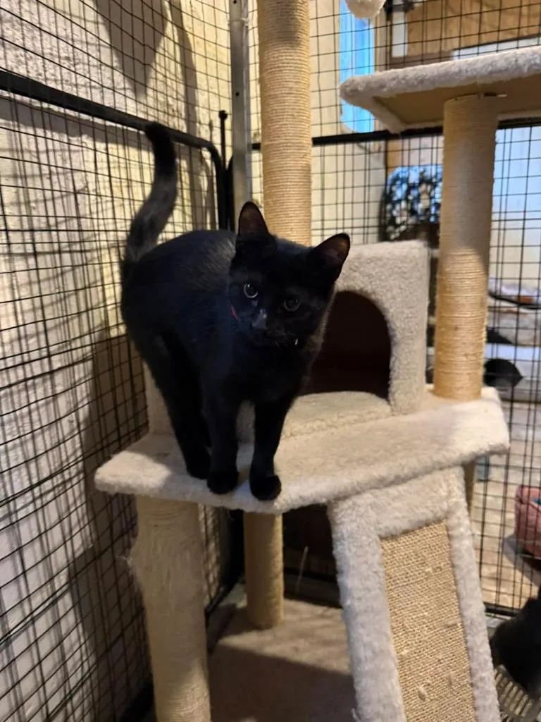 Sweetpea thumbnail 6