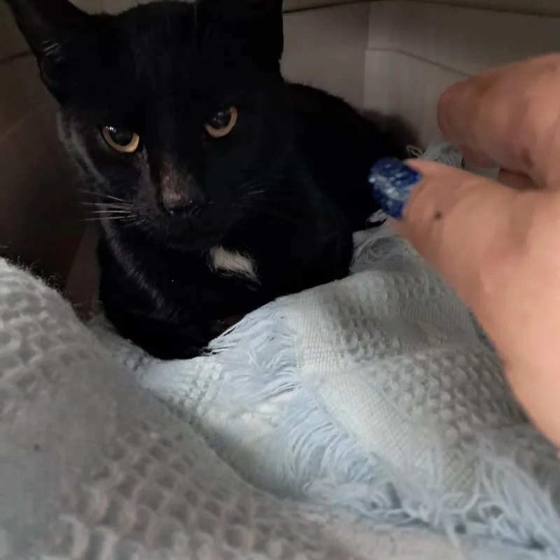 Tanselle thumbnail 2