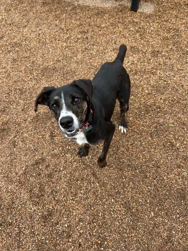 Tooticky thumbnail 2