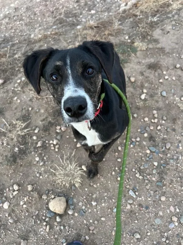 Tooticky thumbnail 3