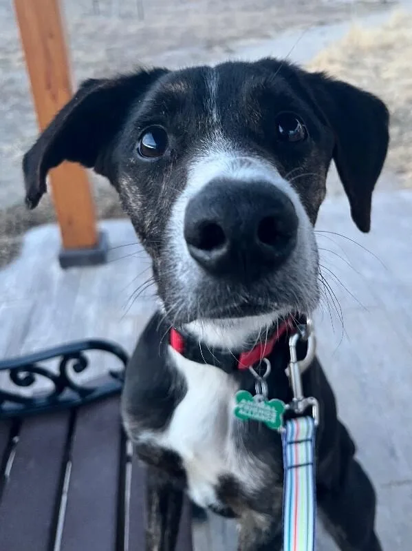 Tooticky thumbnail 4