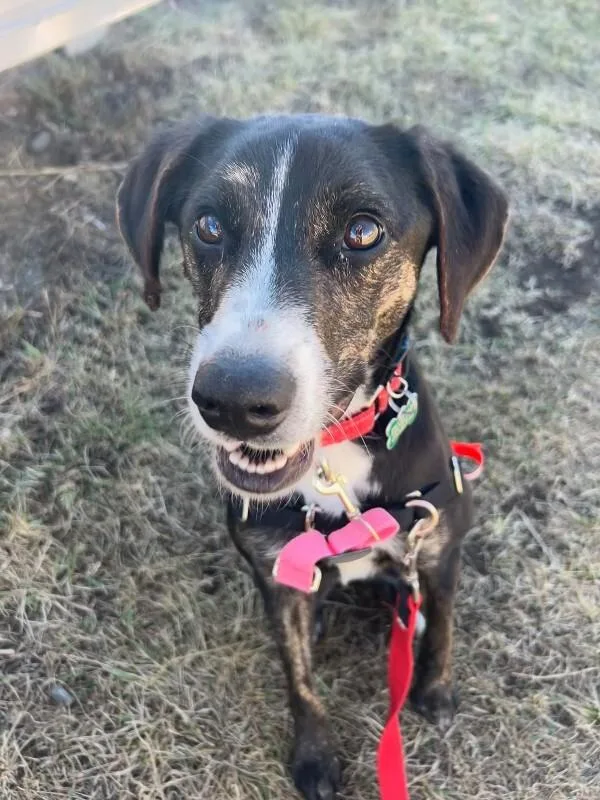 Tooticky thumbnail 5