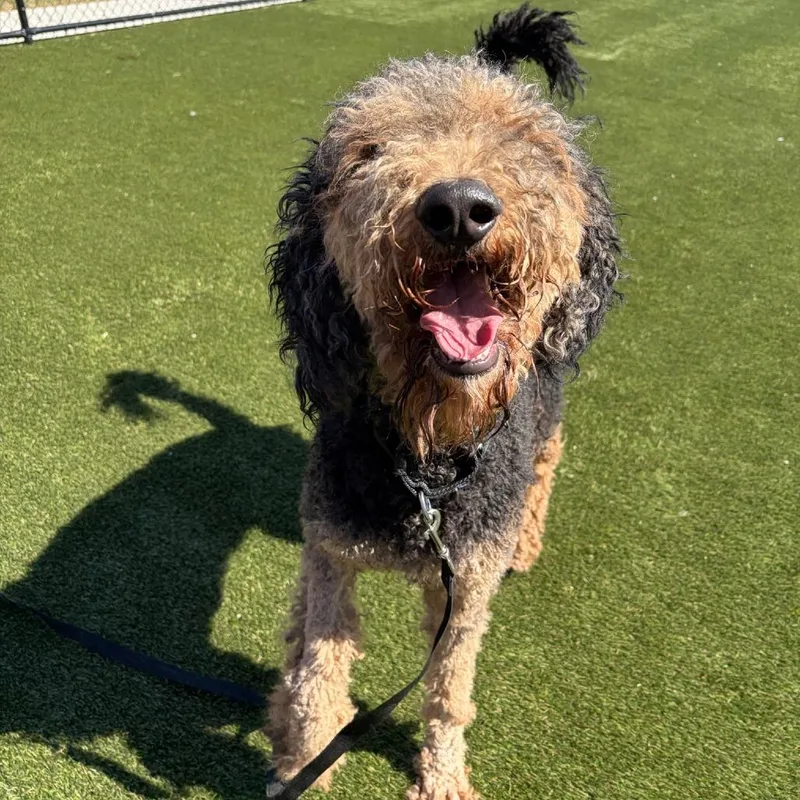 Checkers thumbnail 2