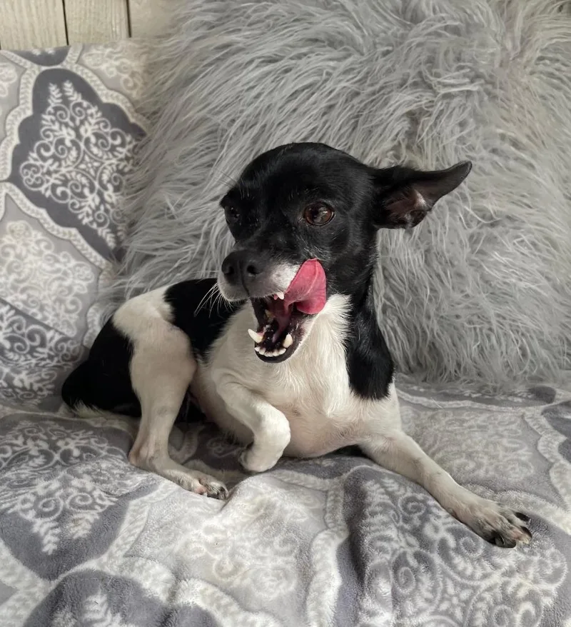 Chi Pup Mom thumbnail 2