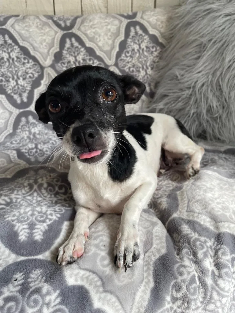 Chi Pup Mom thumbnail 3