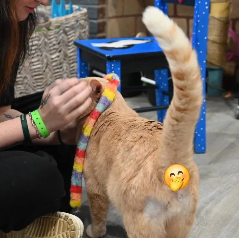 Sherbert thumbnail 3