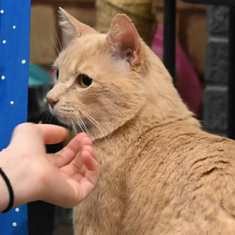 Sherbert thumbnail 4