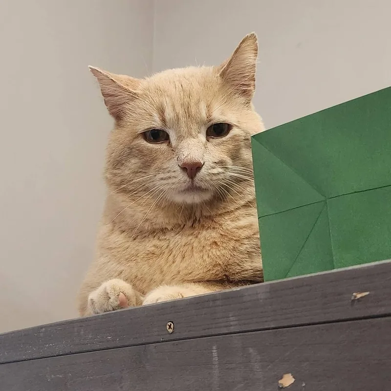 Sherbert thumbnail 5