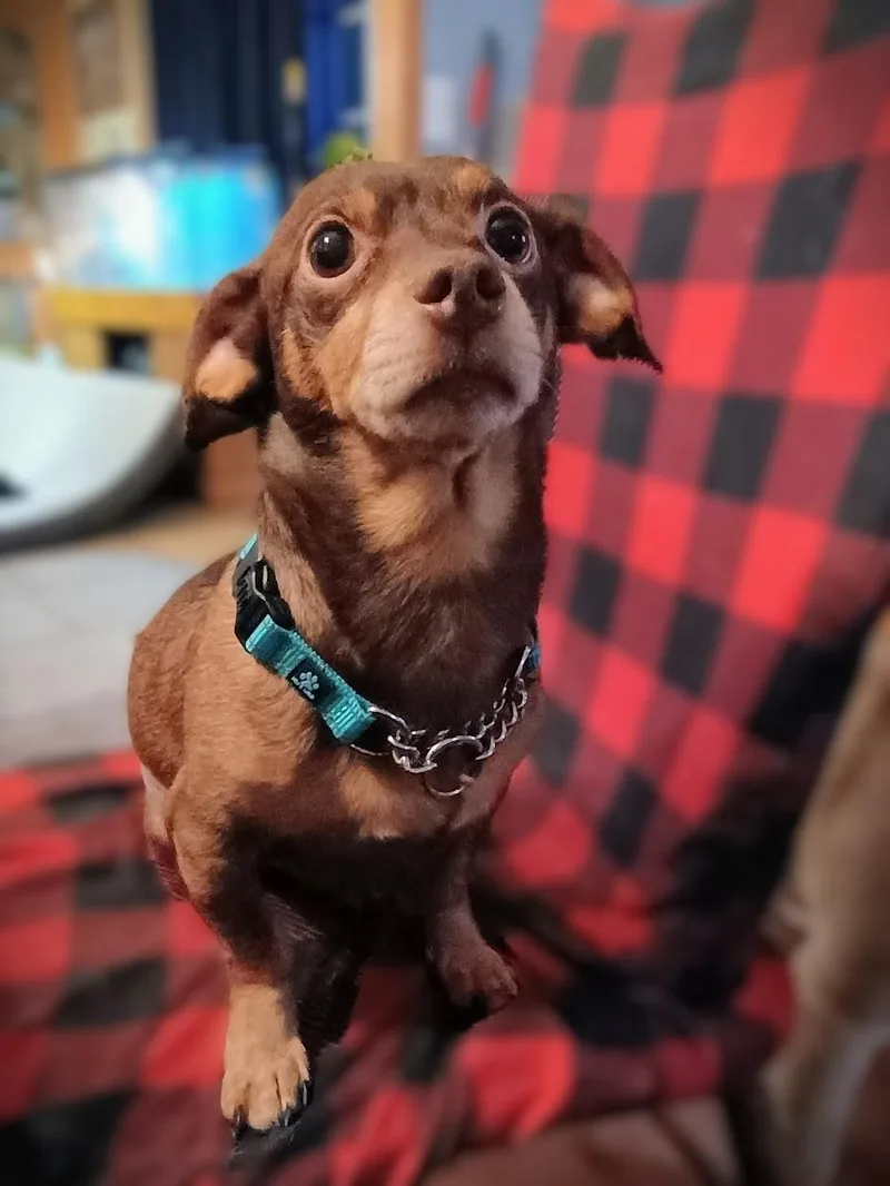 An adult small-sized male Brown / Chocolate Miniature Dachshund dog named Hot Dog!!! for adoption in Yakima, WA