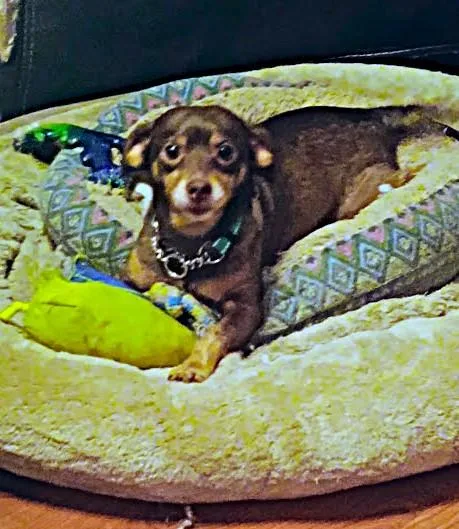 Hot Dog!!! thumbnail 5