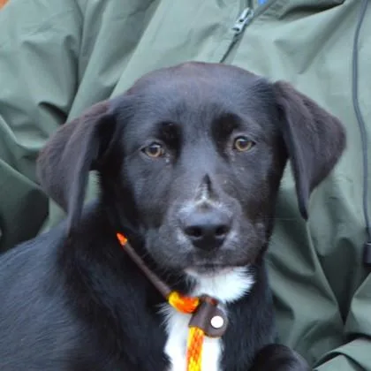 Valentine thumbnail 3