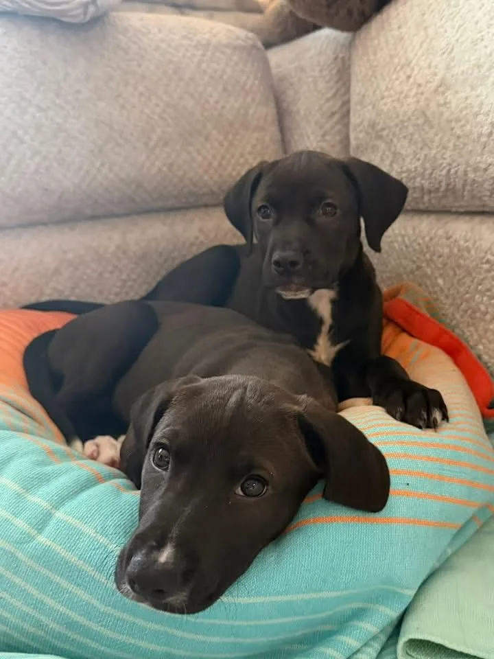 Daffodil thumbnail 2