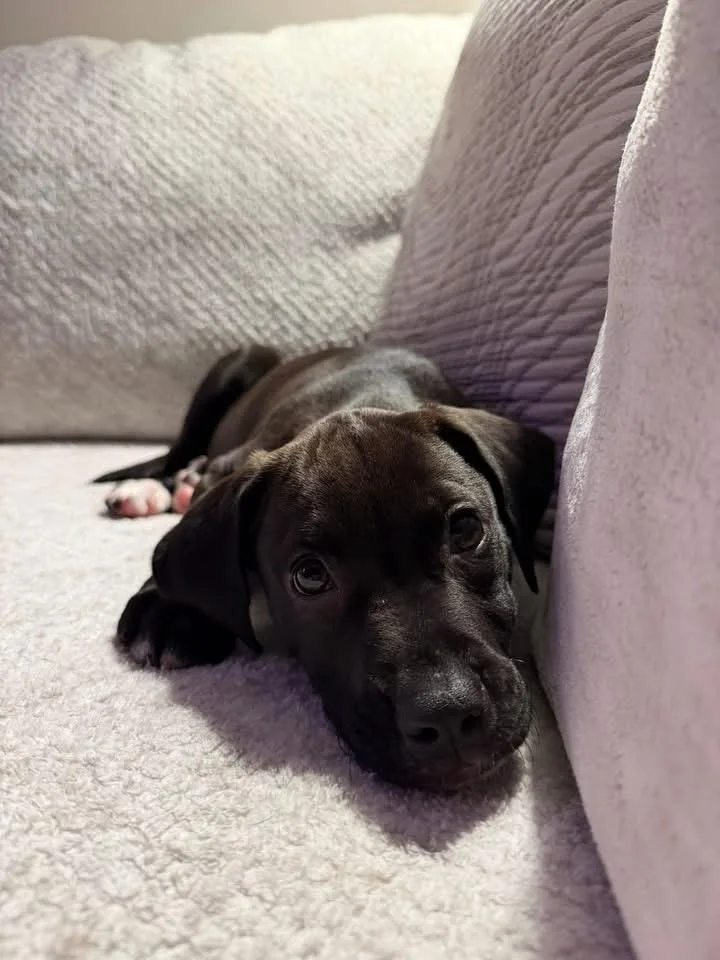 Daffodil thumbnail 3