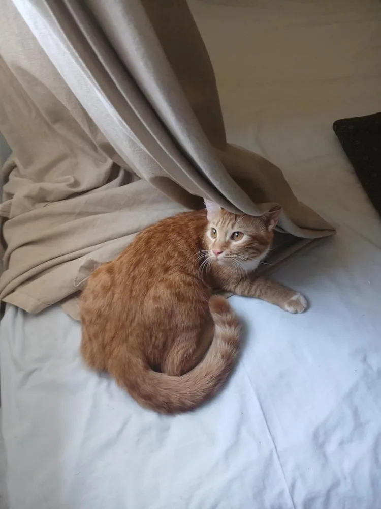 Meshmesh thumbnail 2