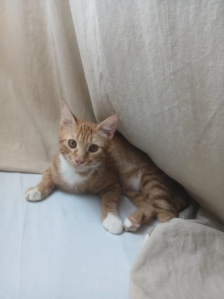 Meshmesh thumbnail 6