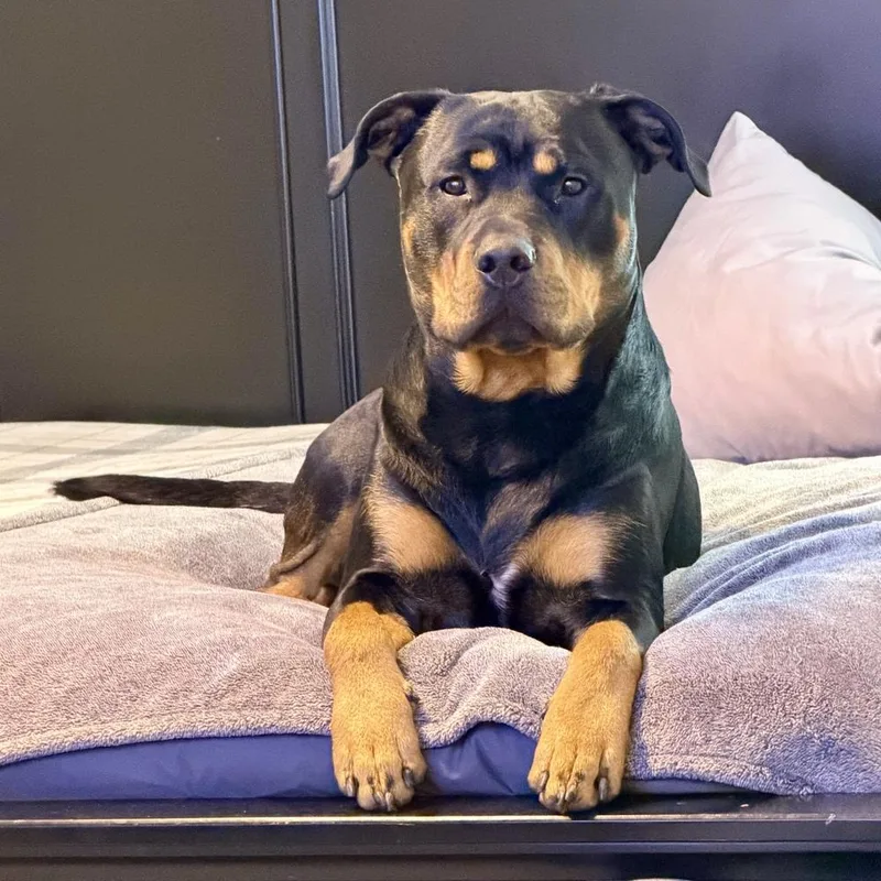 Nixxon Oliver thumbnail 3