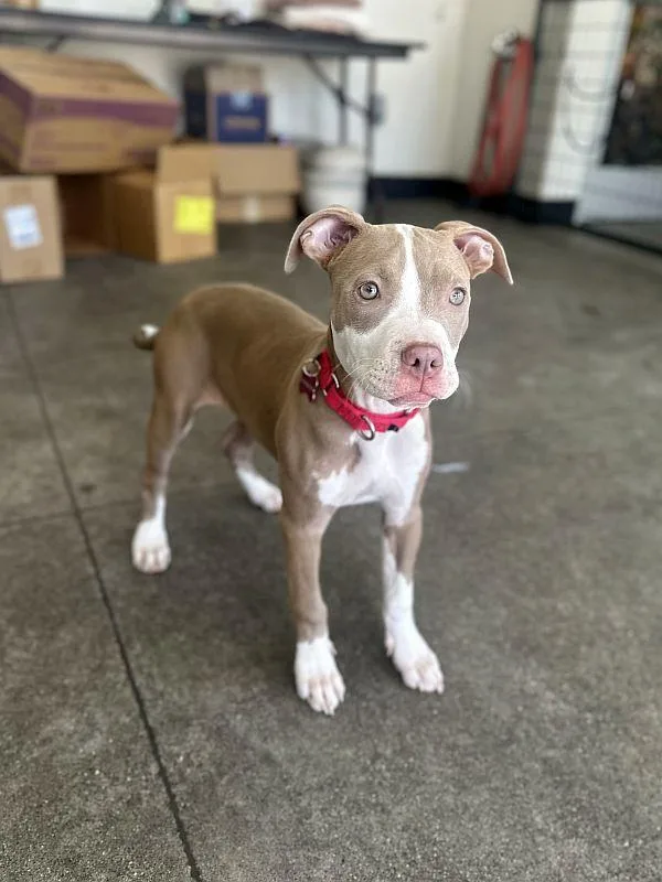 Jalepeno thumbnail 2