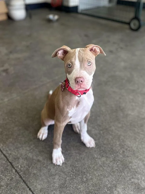 Jalepeno thumbnail 4