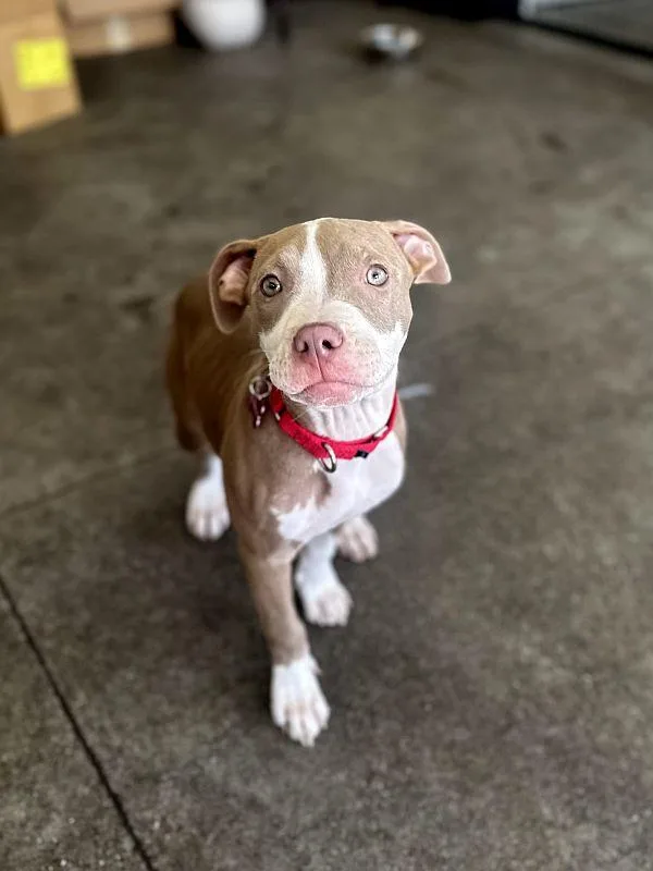 Jalepeno thumbnail 5