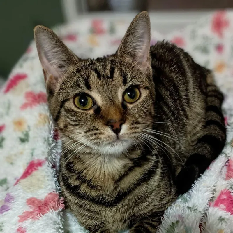 Spicy Nugget thumbnail 2