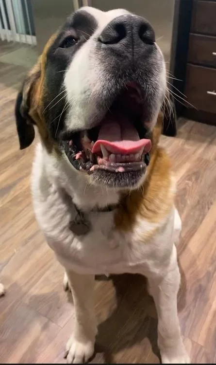 Hank  Bonded Pair thumbnail 2