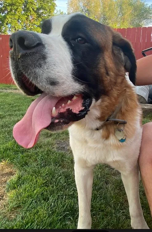 Hank  Bonded Pair thumbnail 3