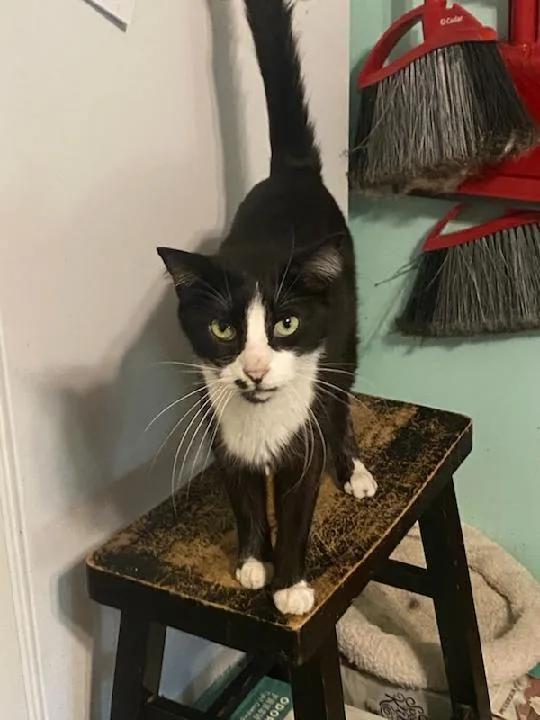 An adult medium-sized male Black & White / Tuxedo Domestic Short Hair cat named Clyde for adoption in Pompano Beach, FL