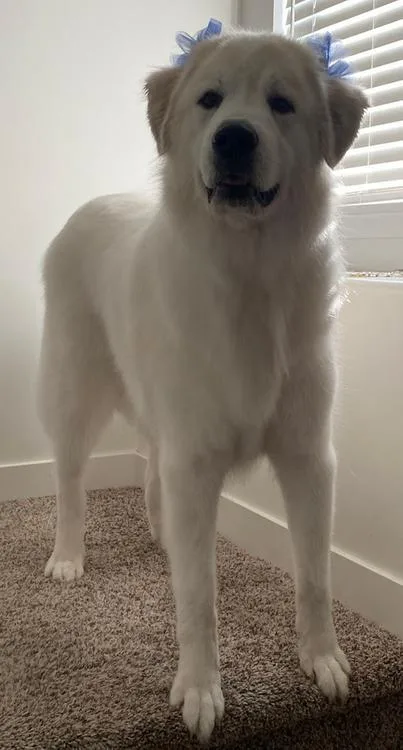 Willow  Bonded Pair thumbnail 2