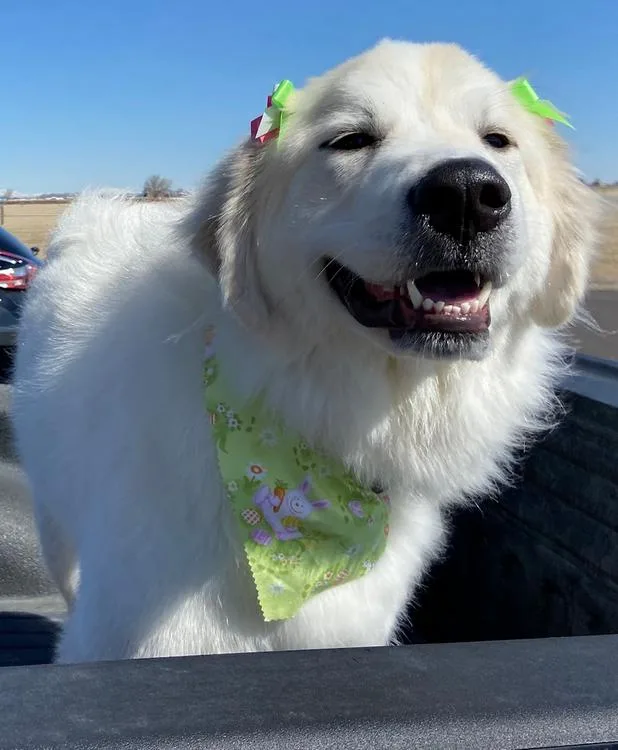 Willow  Bonded Pair thumbnail 3