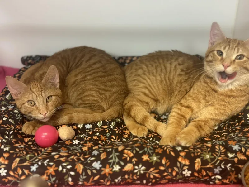 Fergus & Felix thumbnail 2