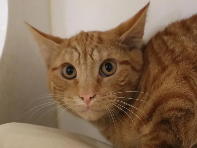 Fergus & Felix thumbnail 3