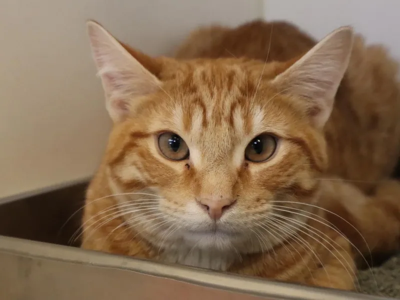 Fergus & Felix thumbnail 4