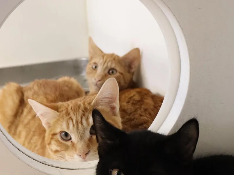 Fergus & Felix thumbnail 5