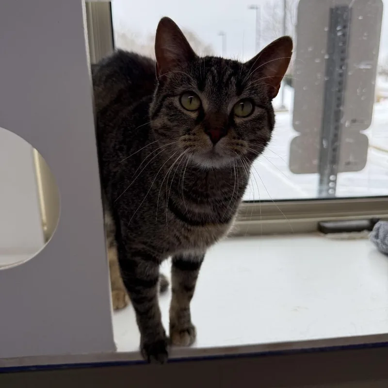 Camille Mikaelson thumbnail 2