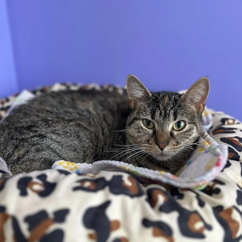 Camille Mikaelson thumbnail 4