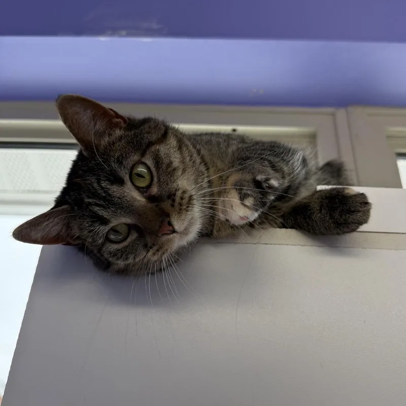 Camille Mikaelson thumbnail 5