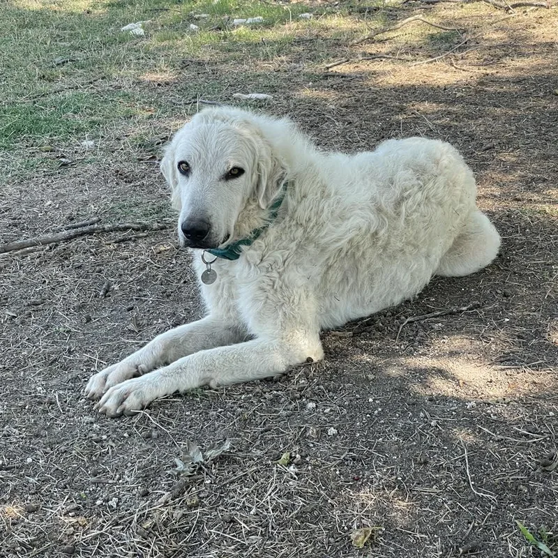 Curly Sue thumbnail 2