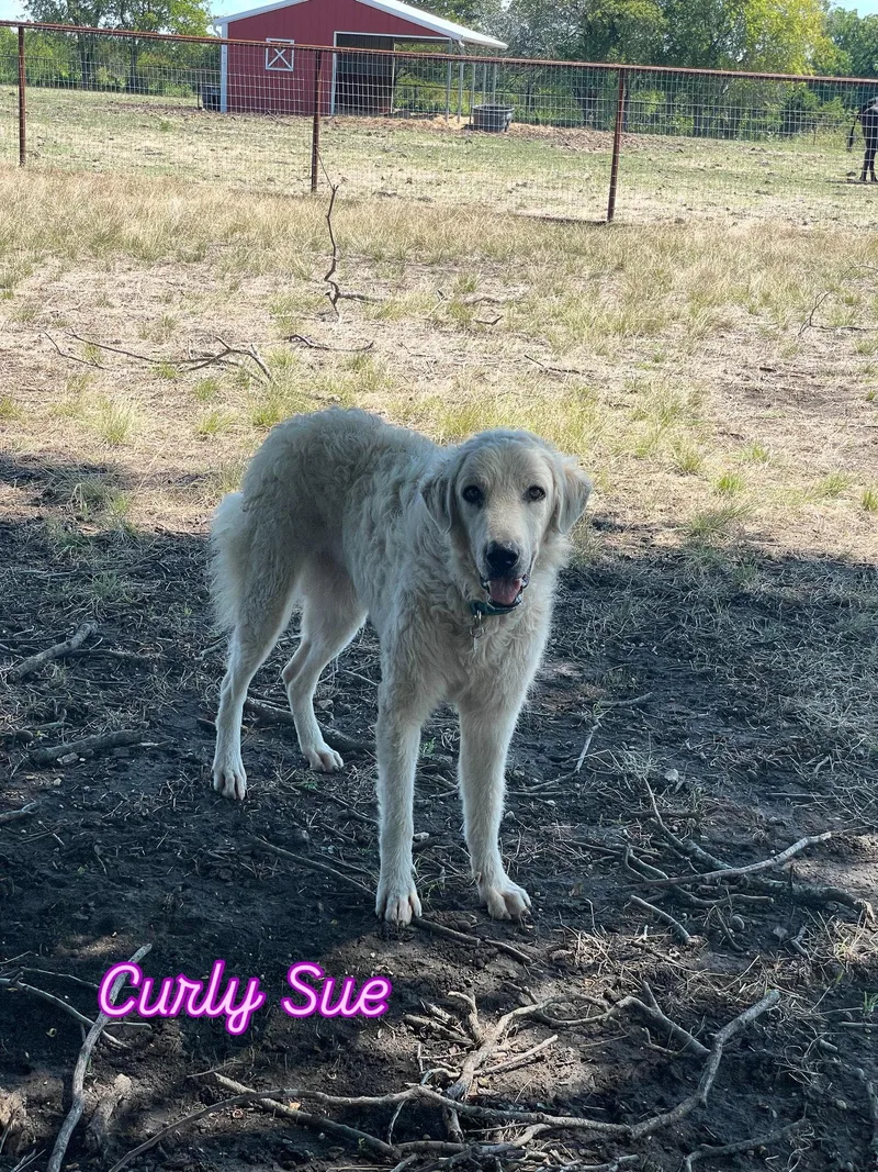 Curly Sue thumbnail 3